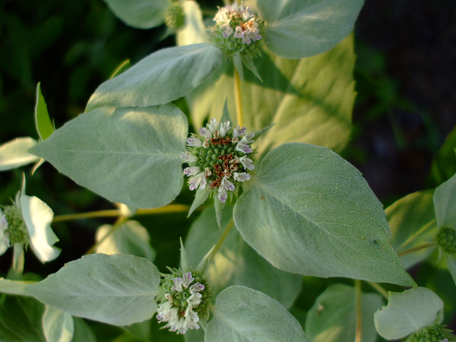 Pycnanthemum muticum